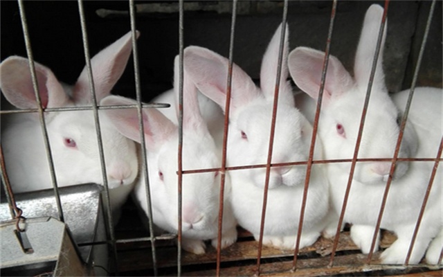 <b>郸城兔养殖场选择生长肉兔预混料 绿斯曼饲料厂</b>
